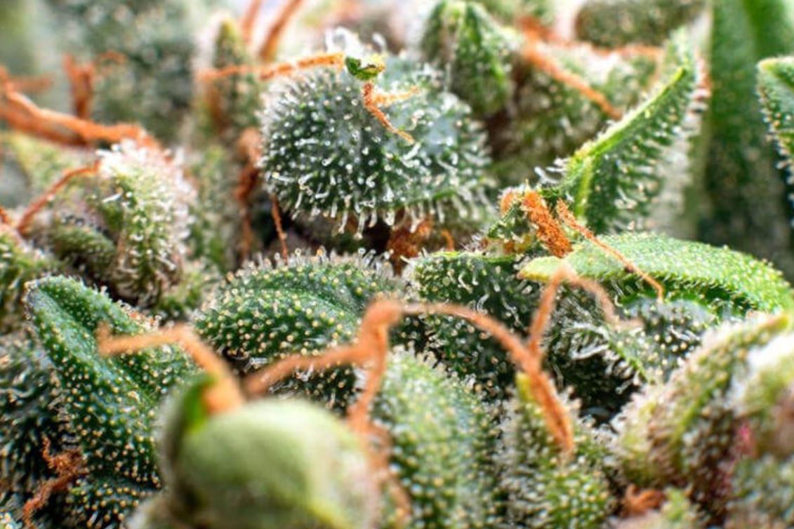 What are terpenes?